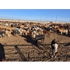 Image 2 : Driland Feeders - 810# June Delivery Heifers - 135 Head (Burdett, AB)