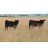 Image 3 : Right Cross Ranch - 525# December Delivery Steer Calves - 300 Head (Gapview, SK)