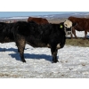 Image 4 : Cunningham Cattle Co. - 9 BBF Angus X Bred Heifers (Sundre, AB)