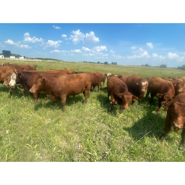 Ian & Heather Marr - 1100# August Grass Steers - 56 Head (Edam, SK)