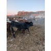 Image 7 : Rice Farms - 950# January Delivery Steers - 125 Head (Lacombe, AB)