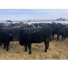 Image 2 : Eric Tarrant - 740# February Delivery Heifers - 70 Head (High River, AB)