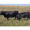Image 6 : AJS Ranch - 600# October Delivery Steer Calves - 35 Head (Botha, AB)