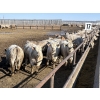 Image 3 : 6U Cattle Company - 980# April Delivery Steers - 65 Head (Manning, AB) VBP+