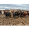 Image 2 : Chipping Hill Cattle Co. - 1075# July Delivery Steers - 224 Head (MacGregor, MB)