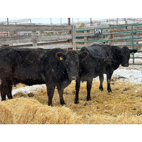 Hendricks Enterprises - 2 Mature Cows (Pen 514)