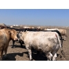 Image 4 : H.B. Scott Colony Farming - 156 August Delivery Fed Steers (Scott, SK)