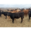 Image 7 : Chipping Hill Cattle Co. - 525# May Delivery Heifers - 65 Head (MacGregor, MB)