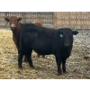 Image 2 : Hawk Ranching - 970# March Delivery Steers - 65 Head (Parkland, AB)