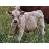 Image 2 : J&E Farms Ltd. - 650# November Delivery Steer Calves - 80 Head (Tilley, AB)
