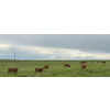 Image 8 : FA7 Ranch - 630# October Delivery Steer Calves - 100 Head (Piapot, SK)
