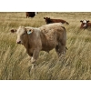 Image 8 : Logan Brothers (Rod, Barry & Bruce) - 695# Steer Calves - 80 Head (Oyen, AB)