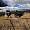 Image 3 : Idaho Dairies/Ranches - 29 Cows & 4 Bulls (Burley, ID)