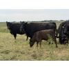 Image 7 : Malarky Farms - 36 Black/Black X Cow/Calf Pairs (Newdale, MB)