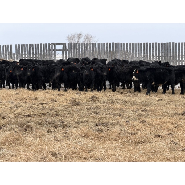 Doug & David Vollmer - 718# February Delivery Steers - 85 Head (Loreburn, SK)