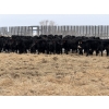 Image 1 : Doug & David Vollmer - 718# February Delivery Steers - 85 Head (Loreburn, SK)