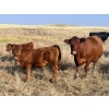 Image 5 : Niwa Ranching - 580# Steer Calves - 90 Head (Acadia Valley, AB)