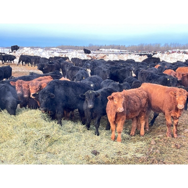 Maverick Livestock - 590# February Delivery Steers - 200 Head (Hines Creek, AB)