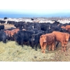 Image 1 : Maverick Livestock - 590# February Delivery Steers - 200 Head (Hines Creek, AB)