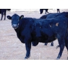 Image 6 : Ray Torkelson - 10 BBF Angus/Simm X 2nd Calvers (Millicent, AB)