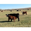 Image 8 : Moore Ranching - 600# November Delivery Steer Calves - 300 Head (Loon Lake, SK)