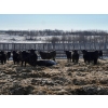 Image 3 : Riverview Farming Co. - 1025# March Delivery Steers - 60 Head (Saskatoon, SK)
