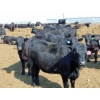 Image 6 : PSV Farms Ltd. - 875# June/July Delivery Heifers - 71 Head (Enchant, AB)