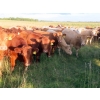 Image 18 : Taylor Enterprises Inc. - 900# September Delivery Grass Heifers - 134 Head (Wawota, SK)