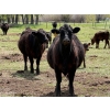 Image 15 : Kyle Torkelson - 10 Black 1st Calf Pairs (Millicent, AB)
