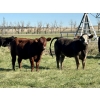 Image 11 : Valley View Ranch - 925# October Grass Heifers - 66 Head (Strathmore, AB)