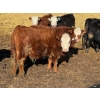 Image 7 : Doerksen Farms - 790# February Delivery Steers - 78 Head (Gem, AB)