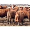 Image 8 : Hillcrest Farming Co. - 760# April Delivery Steers - 80 Head (Dundurn, SK)