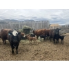 Image 2 : Ted Scott - 21 Cow/Calf Pairs (Kamloops, BC)