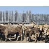 Image 5 : LZ Farms Inc. - 885# August Delivery Heifers - 65 Head (Kyle, SK)