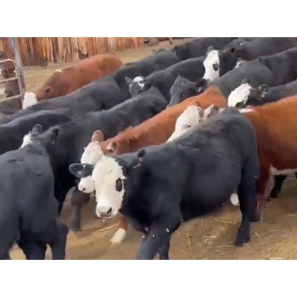 Fossen Air Ltd. - 580# October Delivery Steer Calves - 90 Head (Rock Creek, BC) VBP+