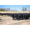 Image 5 : Cornerglen Ranching (Torkelson) - 12 Black Angus April/May Calving Bred Heifers (Crestomere, AB)