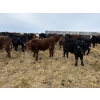 Image 2 : Vee Tee Feeders - 930# May Delivery Steers - 260 Head (Lloydminster, SK)