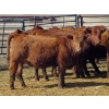 Image 7 : Darren Wagner - 22 Red Angus X Replacement Heifers (Lancer, SK)
