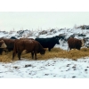 Image 10 : Merrick Campbell Herd Dispersal - 44 4 & 5 Year-Old Bred Cows (Calahoo, AB) VBP+