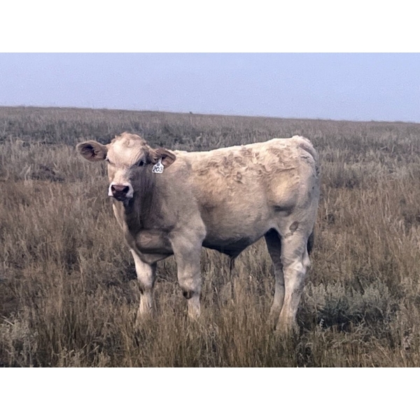 Wagstaff Land & Cattle & Desertland Cattle - 590# November Steer Calves - 65 Head (Sedalia, AB)