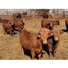 Image 6 : Rob Mossey - 920# April Delivery Steers - 67 Head (Vauxhall, AB)