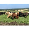 Image 9 : Turtleview Livestock - 870# September Delivery Grass Heifers - 68 Head (Goodlands, MB) VBP+