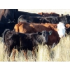 Image 4 : Marshall Murch - 530# October Delivery Steer Calves - 110 Head (Lancer, SK) VBP+