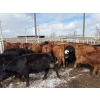 Image 8 : Quarter Circle X Ranch - 712# March Delivery Heifers - 82 Head (Madden, AB) VBP+