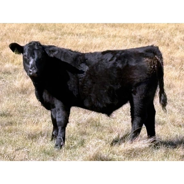 Jake & Ian McNichol - 585# October Delivery Steer Calves - 84 Head (Nokomis, SK)