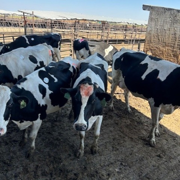 Idaho Dairies/Ranches - 31 Cows (Burley, ID)