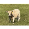 Image 6 : Midpoint Farms - 900# October Delivery Grass Heifers - 210 Head (Drayton Valley, AB)