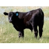 Image 4 : Justin & Kryston Tateson - 750# December Delivery Weaned Steers - 83 Head (Scandia, AB)
