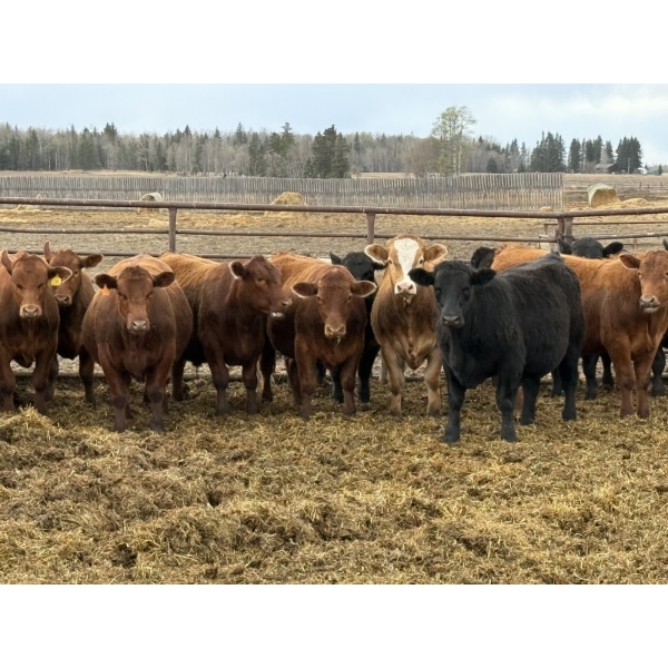 Gary Dickson - 969# May Delivery Steers - 65 Head (Leslieville, AB)