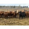 Image 1 : Gary Dickson - 969# May Delivery Steers - 65 Head (Leslieville, AB)